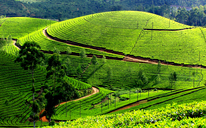 Munnar